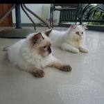 Profile Picture of Cassandra Coco (@casshco_himalayancats) on Instagram