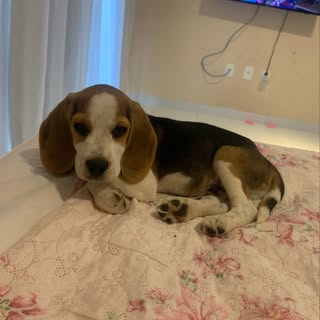 Profile Picture of Barry 🐶🐾 (@beaglebarry_) on Instagram