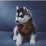 PRINCE_SCOTT✨ - Instagram Profile Picture of PRINCE_SCOTT✨ (@prince_scottis) on Instagram