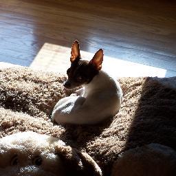 Profile Picture of Brenda_Parker_Key (@TheHuntress792) on Twitter