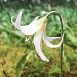 Profile Picture of Lily Hirdler (@lily.hirdler) on Instagram