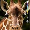 Profile Picture of Myrna Rivera (@@followifulovegiraffe) on Tiktok