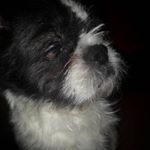 Profile Picture of Balla-Kis Beni (@beni_dog.official) on Instagram
