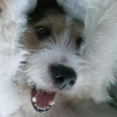 Profile Picture of Harrisons-Dogs.co.uk (@PeterDogWalker) on Twitter