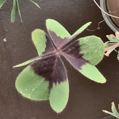 Profile Picture of Victor M Pimentel (@vicmanpg) on Twitter