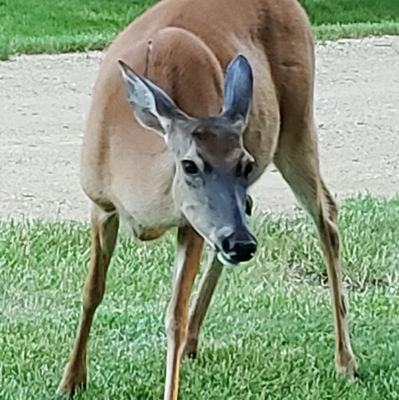 Profile Picture of Phyllis Becker (@pbeck6698) on Poshmark