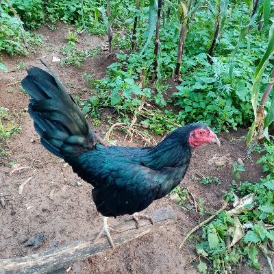 Profile Picture of Lucía Sangay Castrejon (@luciacastrejo) on Twitter