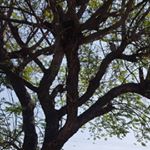 Profile Picture of Adam Olguin (@adam_og88) on Instagram