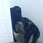 Profile Picture of Tobias&Héctor (@2cachorrinhos) on Instagram