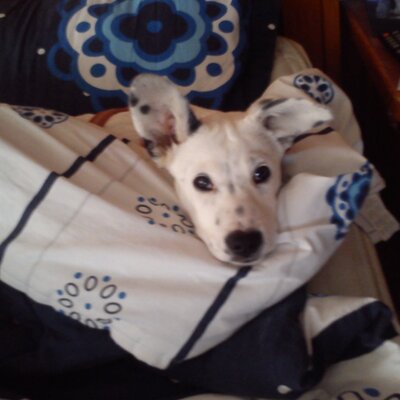 Profile Picture of Aracely Bernal (@Aracely73053806) on Twitter