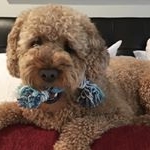 Profile Picture of Buckley Chester (@buckleychester_cavapoo) on Instagram