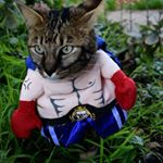 Profile Picture of Mary K DeVault (@meowmeowandstud) on Instagram