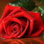 Antonietta Rutigliano - Instagram Profile Picture of Antonietta Rutigliano (@antonietta.rutigliano) on Instagram