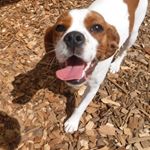 Josie Allison Arthurs - Instagram Profile Picture of Josie Allison Arthurs (@josiethepugglier) on Instagram