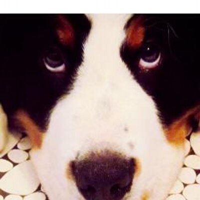 Profile Picture of Patrick Manning (@manning_harvey) on Twitter