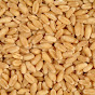 Profile Picture of OGRAIN (@Organic Grain Resources and Information Network) on Tiktok