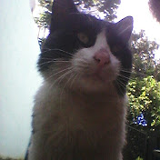 Profile Picture of Lorena Castillo (@lorenacastillo3105) on Youtube