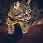 Profile Picture of William Kotovsky (@william.kotovsky) on Instagram