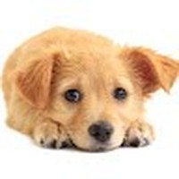 Profile Picture of Hollis Chow (@hollis-chow) on Quora