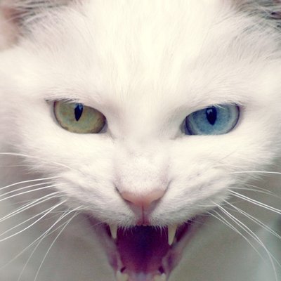 Profile Picture of Kim Hayek (@Kim_Hayek) on Twitter