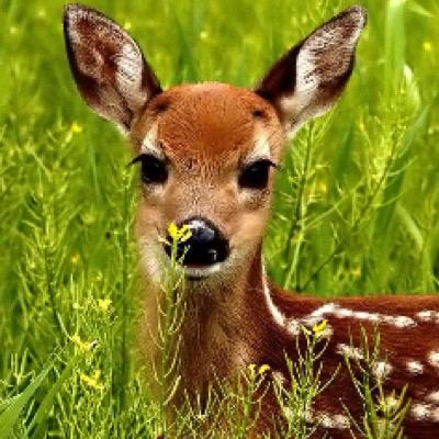 Profile Picture of Steven Grange (@imnotbambi) on Twitter