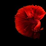 Profile Picture of Christian Sannmann (@christiansannmann) on Instagram