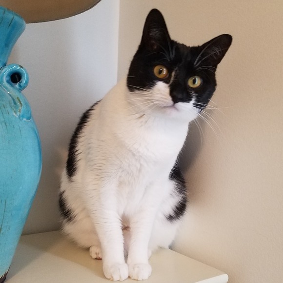 Profile Picture of Stephanie Snively (@stephga2018) on Poshmark