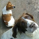 Profile Picture of shadow_thespringer (@shadow_thespringer) on Instagram