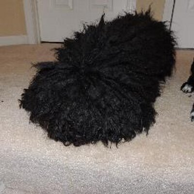 Profile Picture of Elizabeth Sielschott (@esielschott) on Twitter