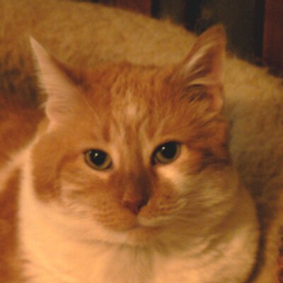 Profile Picture of Janet Levy (@Gamincat) on Twitter