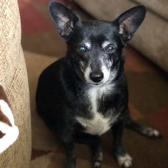 Profile Picture of Dottie Cox (@cox_dottie) on Poshmark