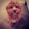 Profile Picture of Emily_barrett12 (@@shelley_barrett) on Tiktok