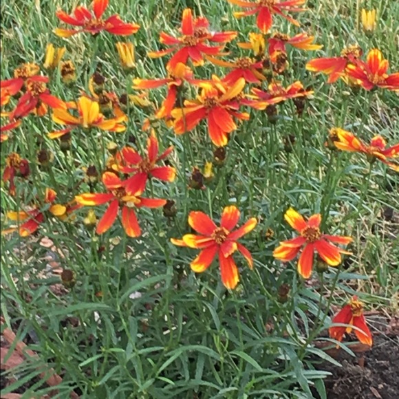 Profile Picture of Aubrey Faist (@afaist) on Poshmark