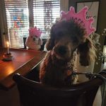 Profile Picture of Debra curley (@debra.curley) on Instagram