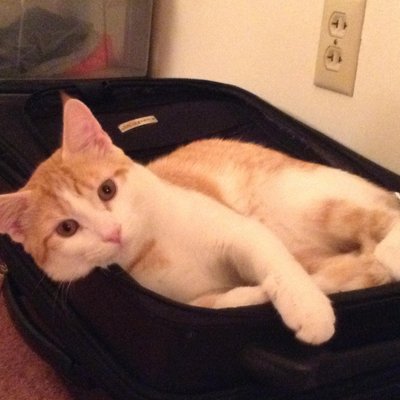 Profile Picture of Joey Saltzman (@JoeMan5699) on Twitter