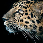 Profile Picture of Iley Ball (@ileyball4404) on Youtube