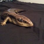 Profile Picture of Michelle Lizard (@michellethebluetongue) on Instagram