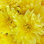 Profile Picture of Hailey Vogel ☀️🌤 (@haileys_old_locker) on Instagram