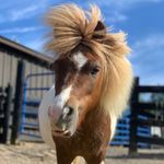 Profile Picture of Natalie Canfield (@patches_the_mini) on Instagram