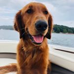 Profile Picture of Chipper James Wedel (@thegolden_chip) on Instagram