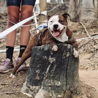 Profile Picture of Levi Grace Oosthuizen (@bruce_the_servicedog) on Instagram
