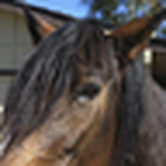 Profile Picture of Linda Gordon (@gramma horse) on Flickr