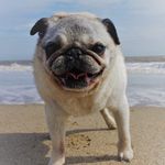 Karen Tremble - Instagram Profile Picture of Karen Tremble (@tremble04) on Instagram