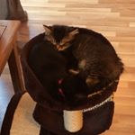 Profile Picture of Timmy And Benson (@timmy_benson_the_cats) on Instagram