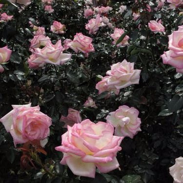 Cheyenne Grant - Twitter Profile Picture of Cheyenne Grant (@KatzenUndRosen) on Twitter