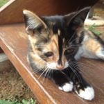 Profile Picture of Hazel 🐱 (@hazelofmillthorpe) on Instagram