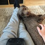 Profile Picture of Thomas, Pedro und Trufa. (@thesupasonic82) on Instagram