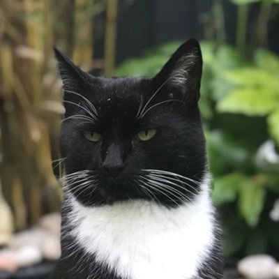 Profile Picture of Newton (@PoshNewton) on Twitter