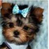 Profile Picture of Carolane Provost (@@caroprovost) on Tiktok