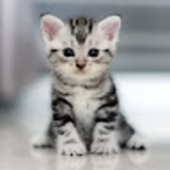 Jennifer Beissert - Poshmark Profile Picture of Jennifer Beissert (@jbeissert1) on Poshmark